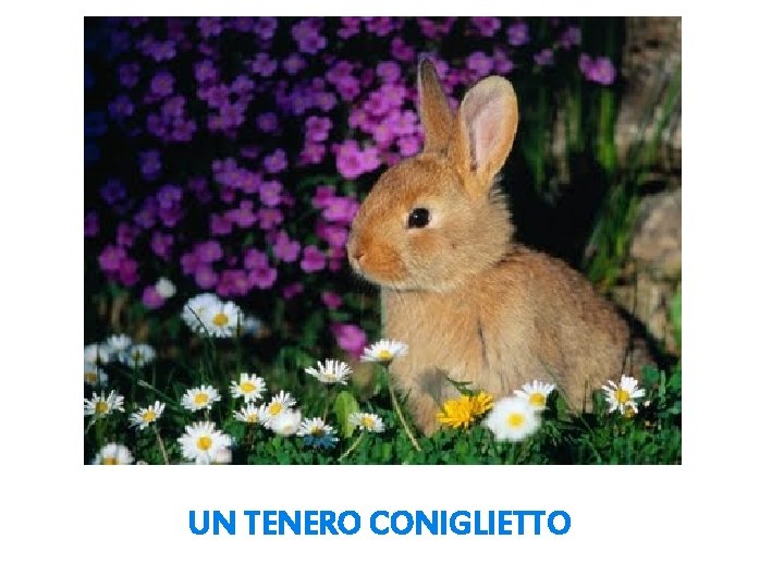 UN TENERO CONIGLIETTO 