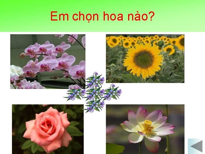 Em chọn hoa nào? 