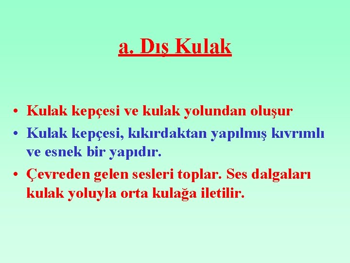 a. Dış Kulak • Kulak kepçesi ve kulak yolundan oluşur • Kulak kepçesi, kıkırdaktan