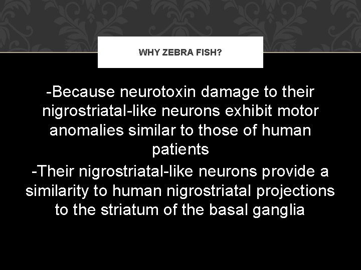 WHY ZEBRA FISH? -Because neurotoxin damage to their nigrostriatal-like neurons exhibit motor anomalies similar