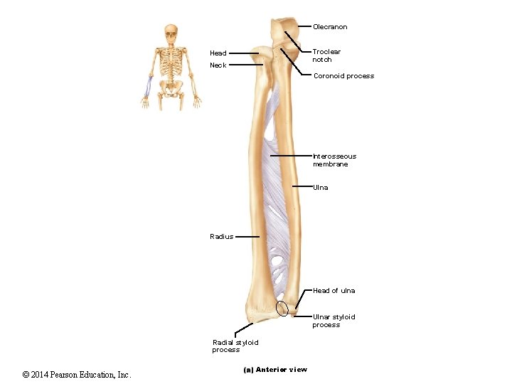 Olecranon Troclear notch Head Neck Coronoid process Interosseous membrane Ulna Radius Head of ulna Olecranon Troclear notch Head Neck Coronoid process Interosseous membrane Ulna Radius Head of ulna