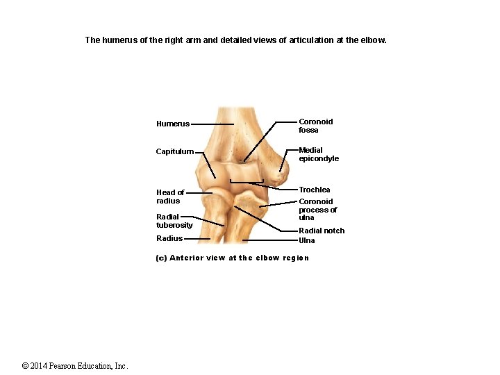 The humerus of the right arm and detailed views of articulation at the elbow. The humerus of the right arm and detailed views of articulation at the elbow.