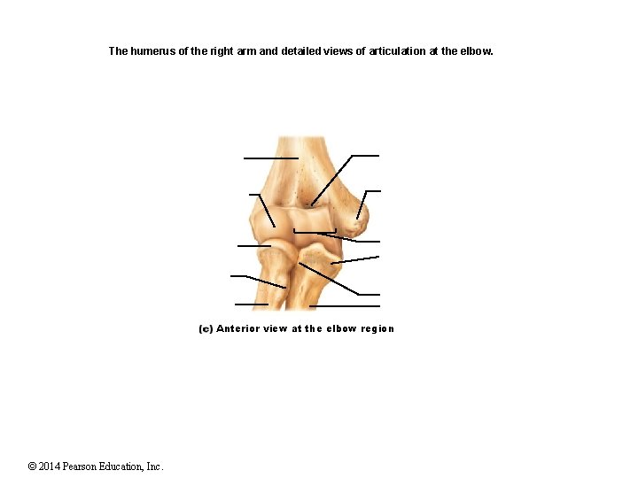 The humerus of the right arm and detailed views of articulation at the elbow. The humerus of the right arm and detailed views of articulation at the elbow.