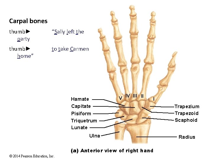 Carpal bones thumb► party “Sally left the thumb► home” to take Carmen Hamate Capitate Carpal bones thumb► party “Sally left the thumb► home” to take Carmen Hamate Capitate