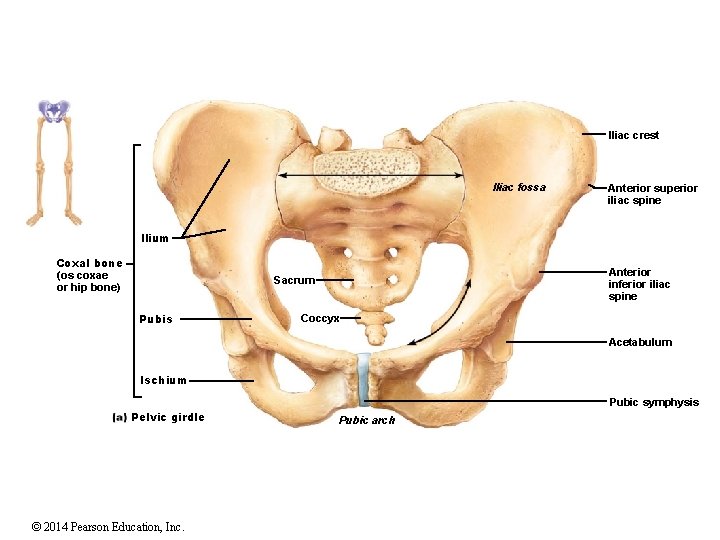 Iliac crest Iliac fossa Anterior superior iliac spine Ilium Coxal bone (os coxae or Iliac crest Iliac fossa Anterior superior iliac spine Ilium Coxal bone (os coxae or