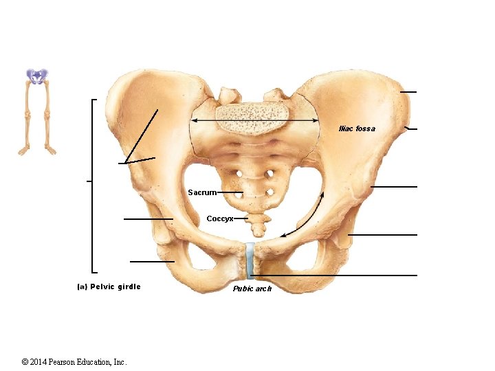 Iliac fossa Sacrum Coccyx Pelvic girdle © 2014 Pearson Education, Inc. Pubic arch Iliac fossa Sacrum Coccyx Pelvic girdle © 2014 Pearson Education, Inc. Pubic arch
