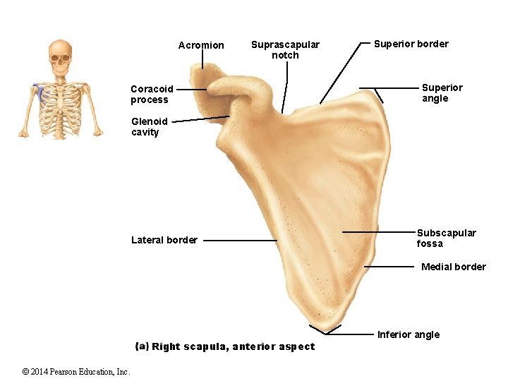 Acromion Suprascapular notch Coracoid process Superior border Superior angle Glenoid cavity Lateral border Subscapular Acromion Suprascapular notch Coracoid process Superior border Superior angle Glenoid cavity Lateral border Subscapular