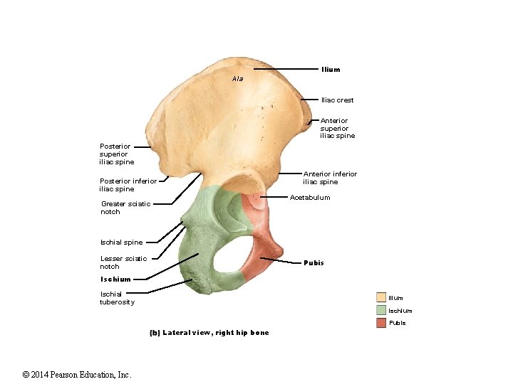 Ilium Ala Iliac crest Anterior superior iliac spine Posterior superior iliac spine Anterior inferior Ilium Ala Iliac crest Anterior superior iliac spine Posterior superior iliac spine Anterior inferior