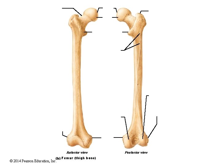 Anterior view © 2014 Pearson Education, Inc. Femur (thigh bone) Posterior view Anterior view © 2014 Pearson Education, Inc. Femur (thigh bone) Posterior view