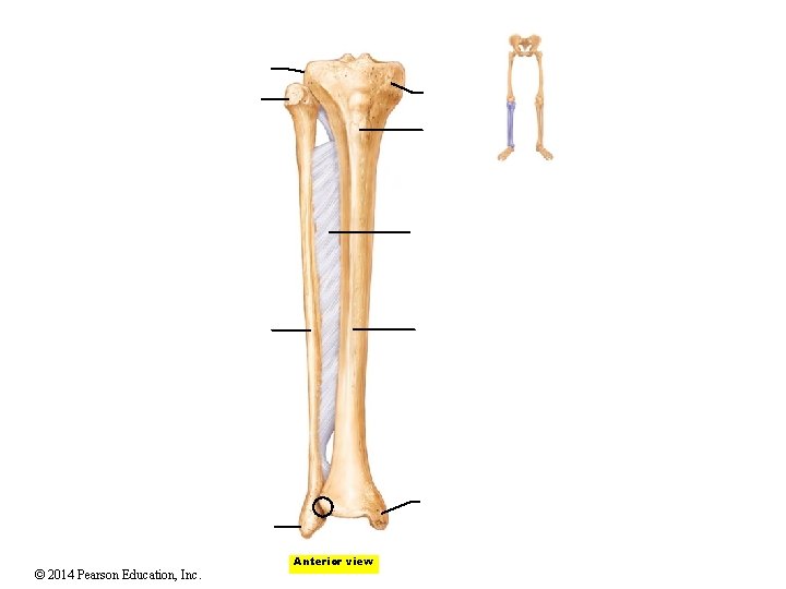 © 2014 Pearson Education, Inc. Anterior view © 2014 Pearson Education, Inc. Anterior view