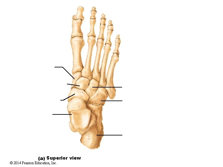 Superior view © 2014 Pearson Education, Inc. Superior view © 2014 Pearson Education, Inc.