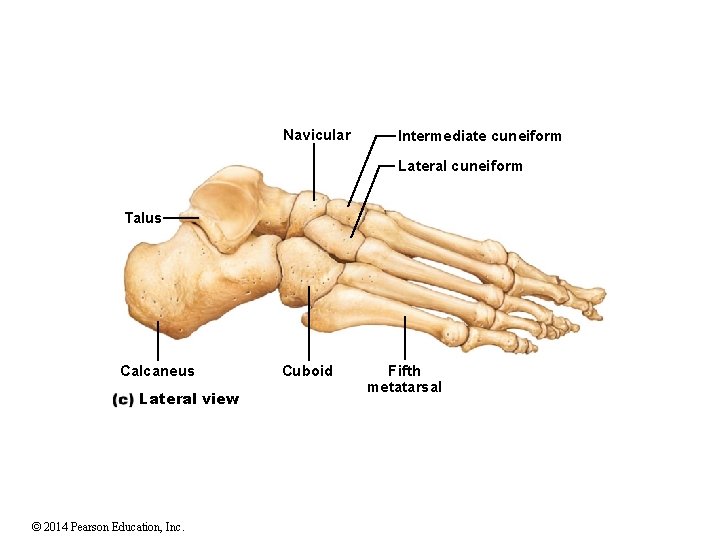 Navicular Intermediate cuneiform Lateral cuneiform Talus Calcaneus Lateral view © 2014 Pearson Education, Inc. Navicular Intermediate cuneiform Lateral cuneiform Talus Calcaneus Lateral view © 2014 Pearson Education, Inc.