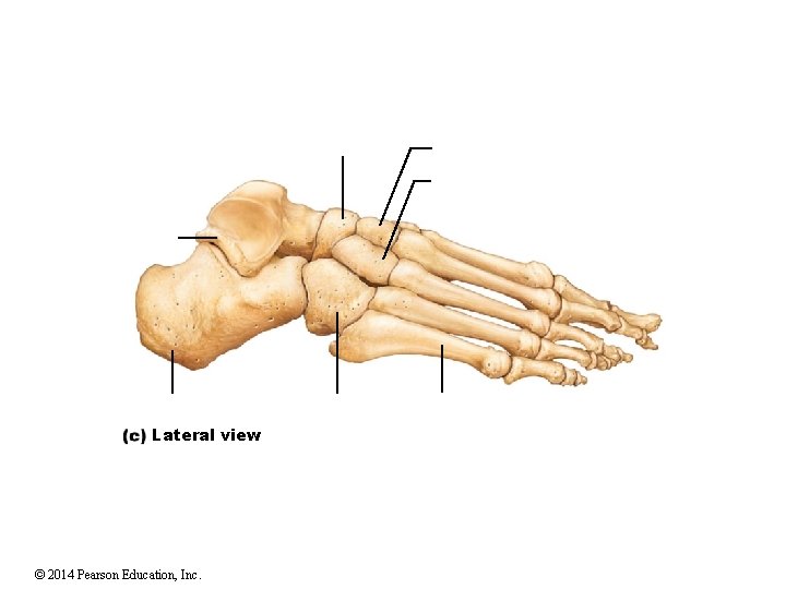 Lateral view © 2014 Pearson Education, Inc. Lateral view © 2014 Pearson Education, Inc.