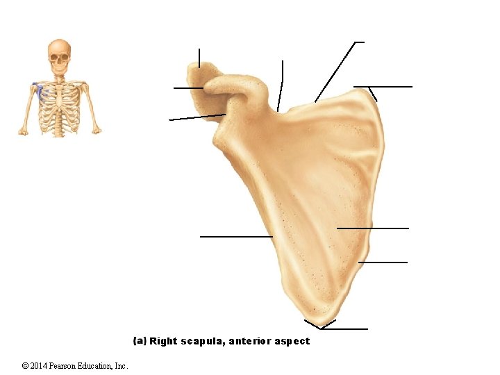 Right scapula, anterior aspect © 2014 Pearson Education, Inc. Right scapula, anterior aspect © 2014 Pearson Education, Inc.