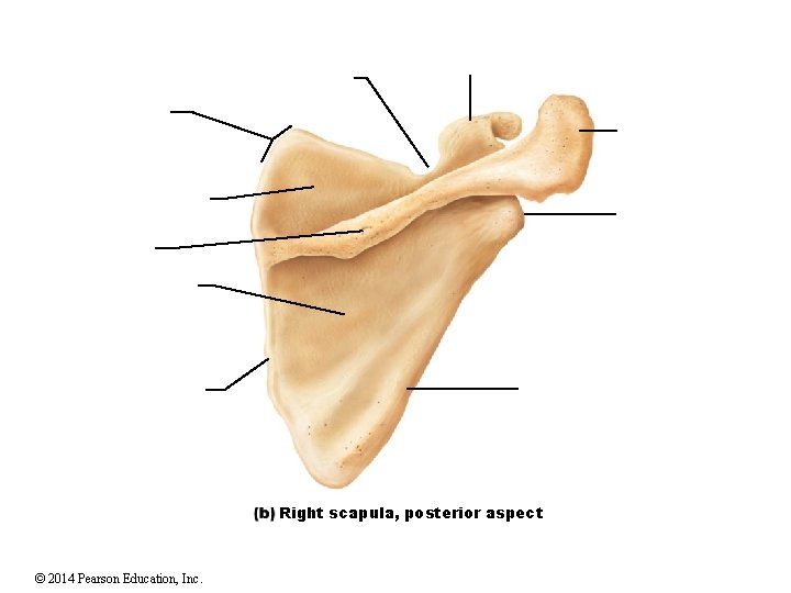 Right scapula, posterior aspect © 2014 Pearson Education, Inc. Right scapula, posterior aspect © 2014 Pearson Education, Inc.