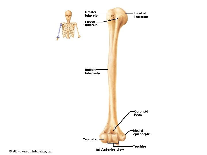 Greater tubercle Head of humerus Lesser tubercle Deltoid tuberosity Coronoid fossa Medial epicondyle Capitulum Greater tubercle Head of humerus Lesser tubercle Deltoid tuberosity Coronoid fossa Medial epicondyle Capitulum