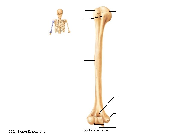 © 2014 Pearson Education, Inc. Anterior view © 2014 Pearson Education, Inc. Anterior view