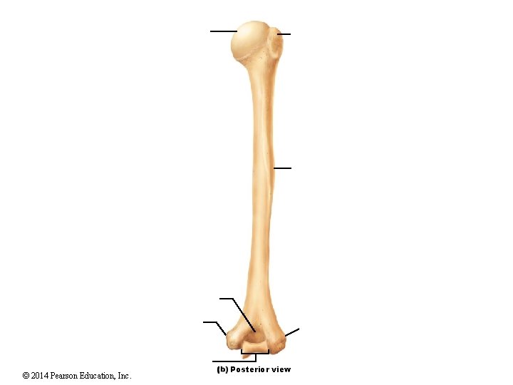 © 2014 Pearson Education, Inc. Posterior view © 2014 Pearson Education, Inc. Posterior view