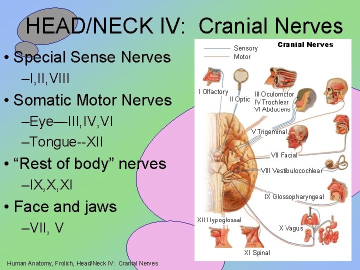 HEAD/NECK IV: Cranial Nerves • Special Sense Nerves –I, II, VIII • Somatic Motor