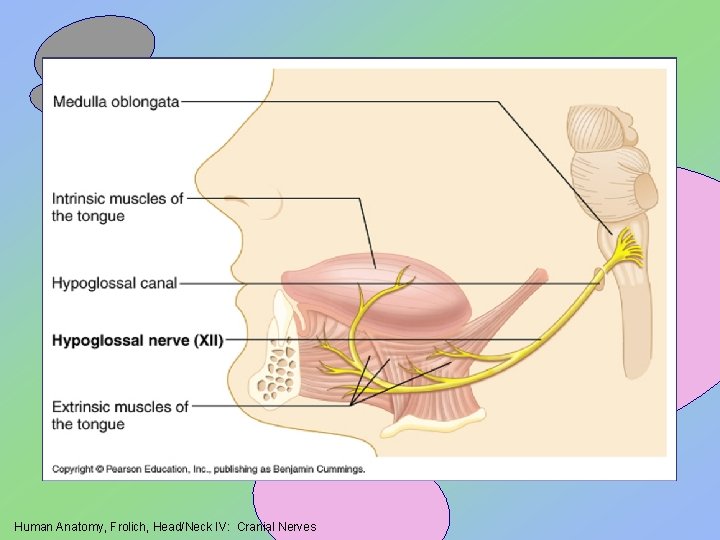 Human Anatomy, Frolich, Head/Neck IV: Cranial Nerves 