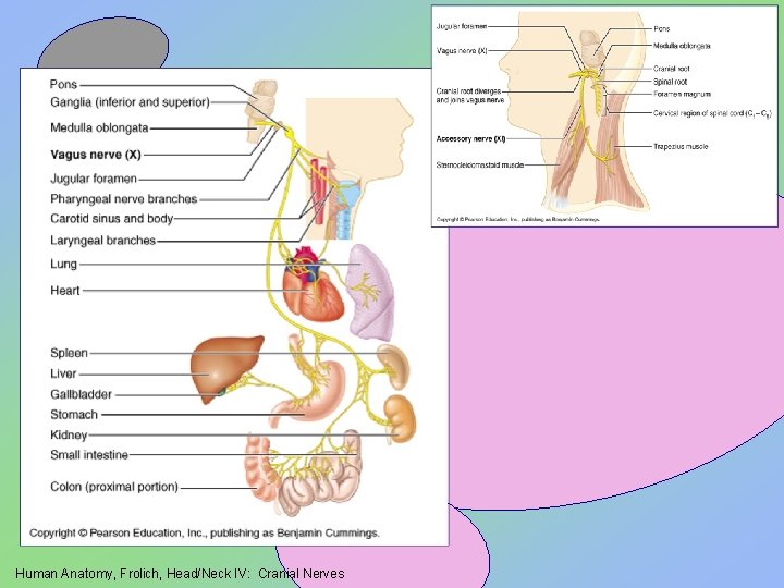 Human Anatomy, Frolich, Head/Neck IV: Cranial Nerves 