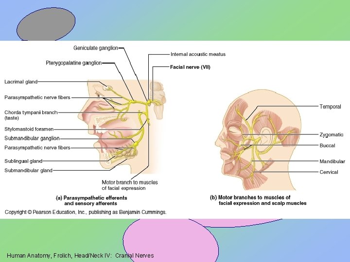 Human Anatomy, Frolich, Head/Neck IV: Cranial Nerves 