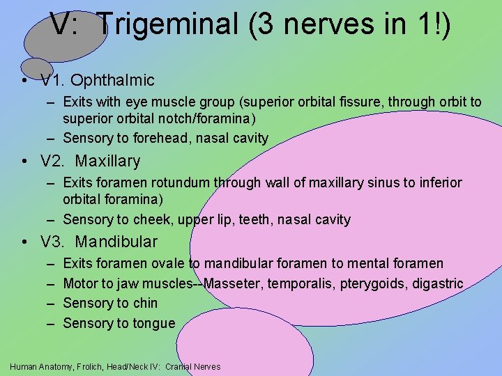 V: Trigeminal (3 nerves in 1!) • V 1. Ophthalmic – Exits with eye