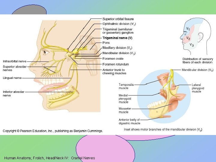 Human Anatomy, Frolich, Head/Neck IV: Cranial Nerves 