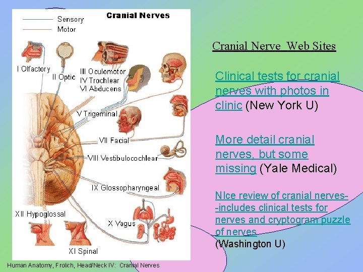 Cranial Nerve Web Sites Clinical tests for cranial nerves with photos in clinic (New