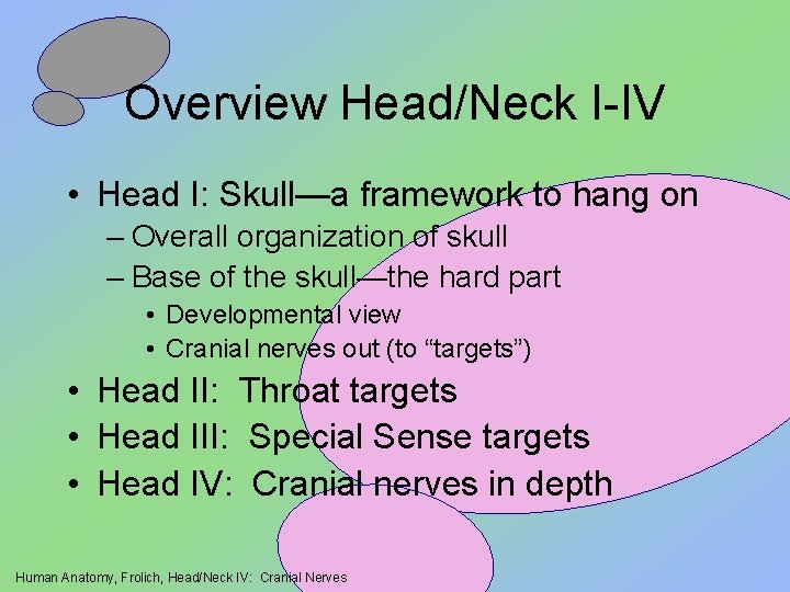 Overview Head/Neck I-IV • Head I: Skull—a framework to hang on – Overall organization