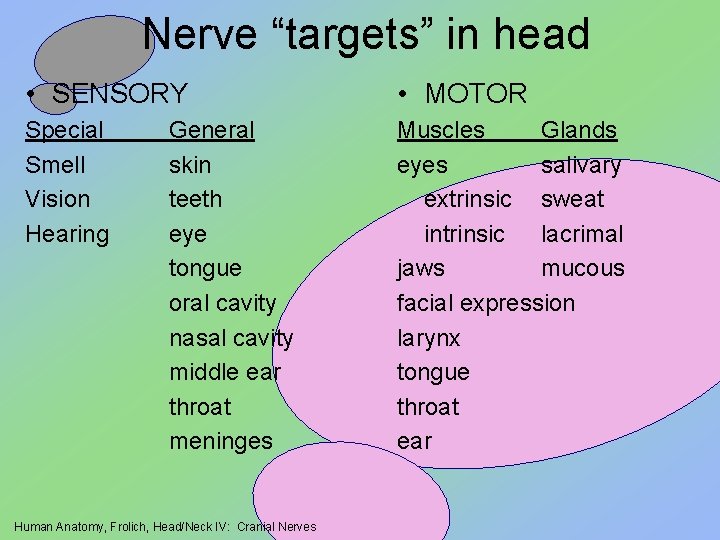 Nerve “targets” in head • SENSORY • MOTOR Special Smell Vision Hearing Muscles Glands