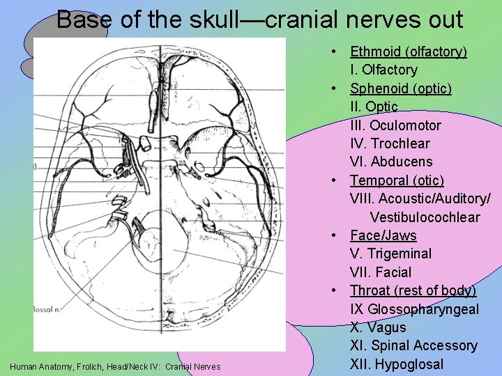 Base of the skull—cranial nerves out Human Anatomy, Frolich, Head/Neck IV: Cranial Nerves •