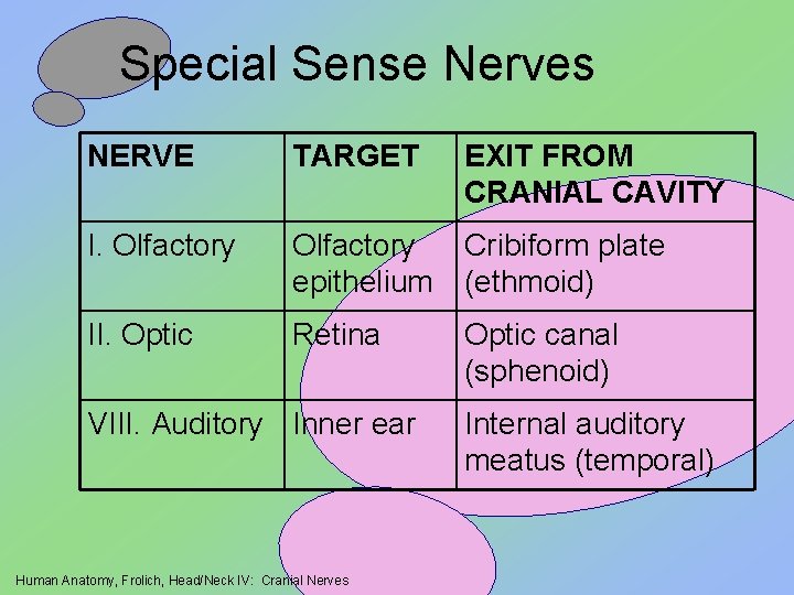 Special Sense Nerves NERVE TARGET EXIT FROM CRANIAL CAVITY I. Olfactory epithelium Cribiform plate