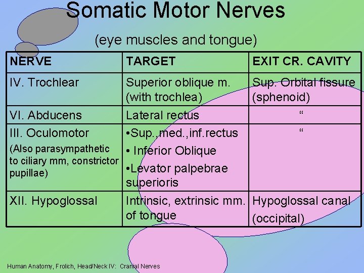 Somatic Motor Nerves (eye muscles and tongue) NERVE TARGET IV. Trochlear Superior oblique m.