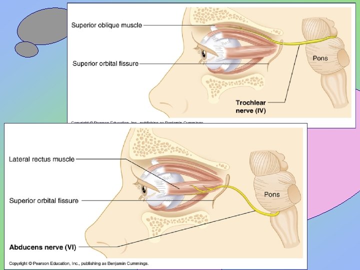 Human Anatomy, Frolich, Head/Neck IV: Cranial Nerves 