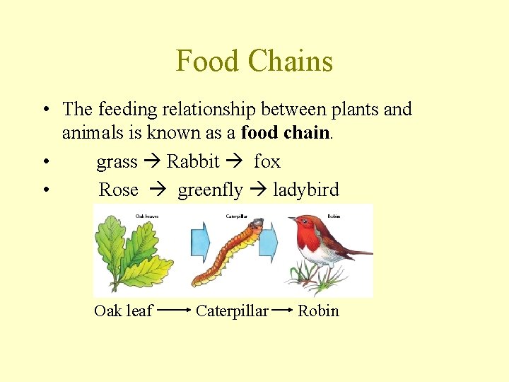 Food Chains • The feeding relationship between plants and animals is known as a