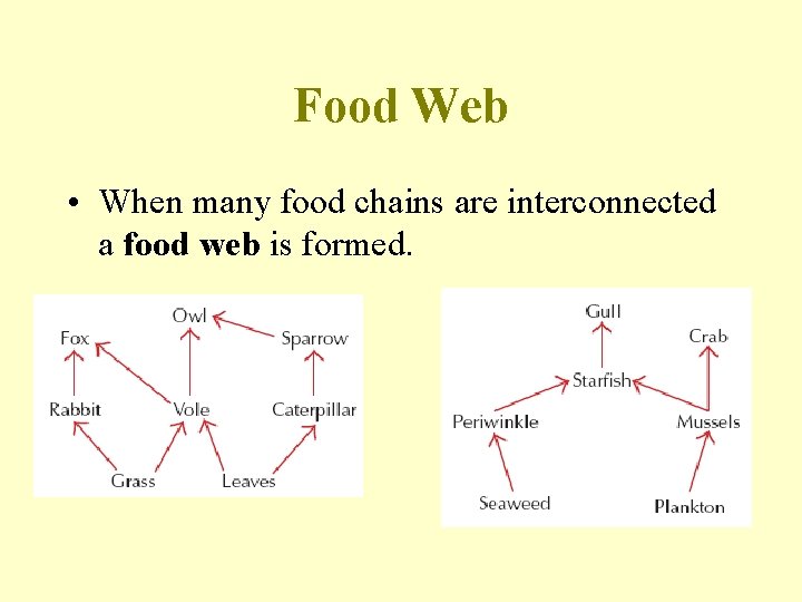 Food Web • When many food chains are interconnected a food web is formed.