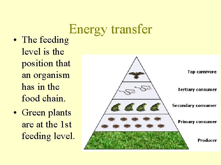 Energy transfer • The feeding level is the position that an organism has in
