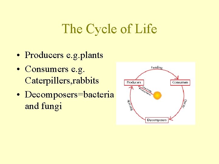 The Cycle of Life • Producers e. g. plants • Consumers e. g. Caterpillers,