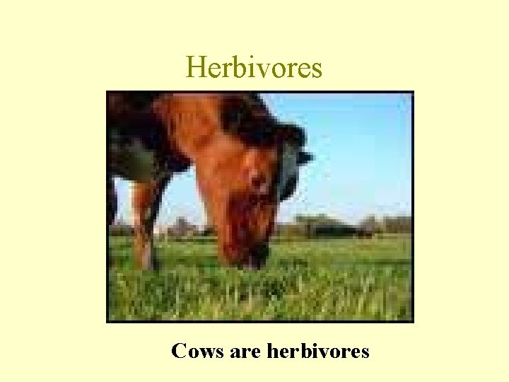 Herbivores Cows are herbivores 