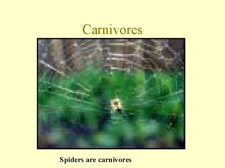 Carnivores Spiders are carnivores 