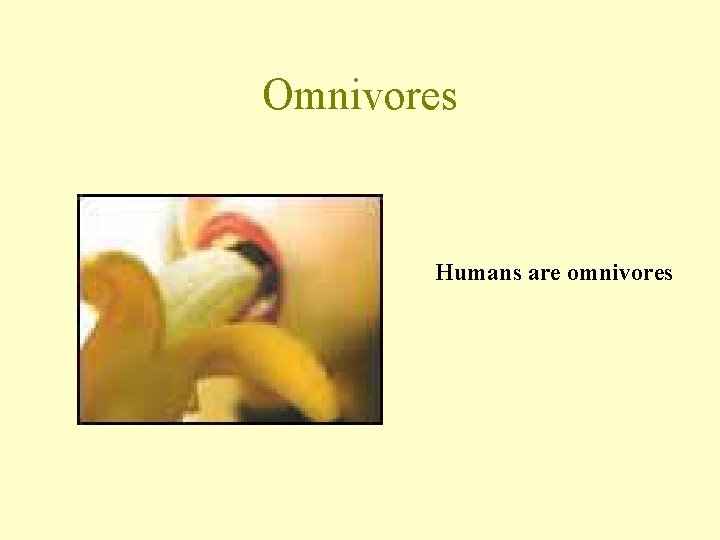 Omnivores Humans are omnivores 