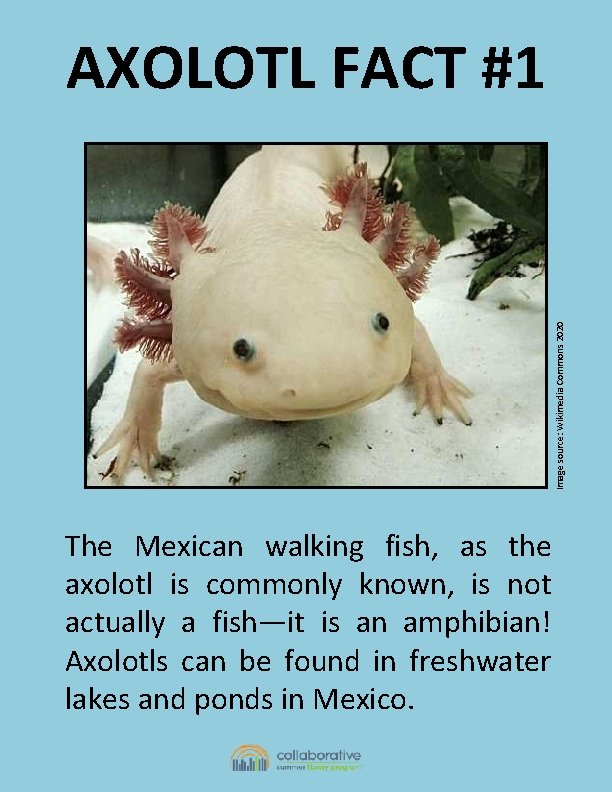 Image source: Wikimedia Commons 2020 AXOLOTL FACT #1 The Mexican walking fish, as the