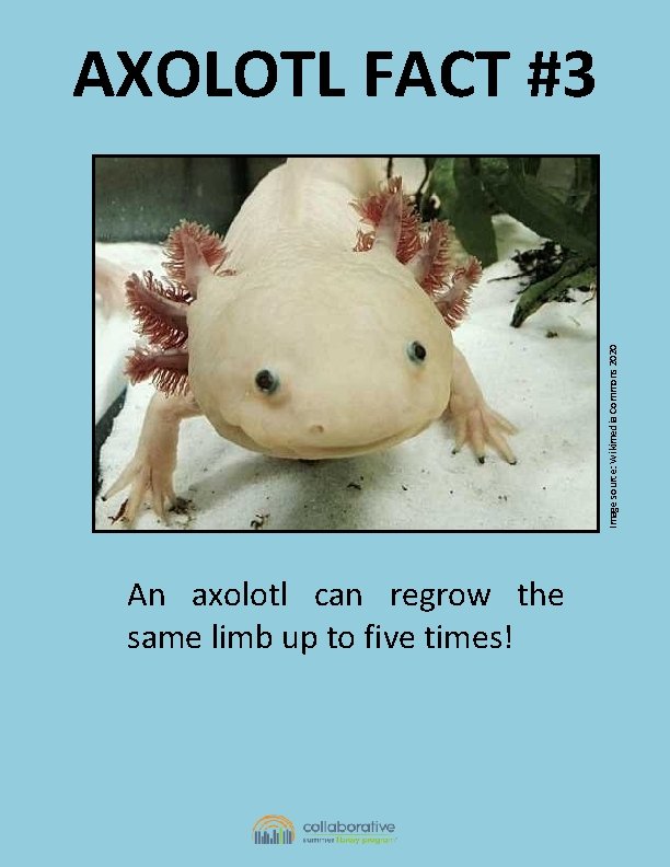 Image source: Wikimedia Commons 2020 AXOLOTL FACT #3 An axolotl can regrow the same