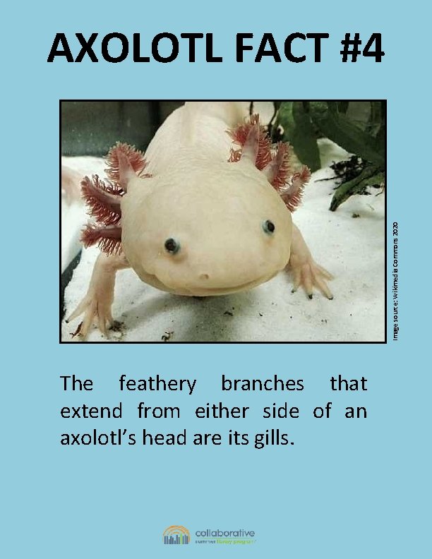 Image source: Wikimedia Commons 2020 AXOLOTL FACT #4 The feathery branches that extend from