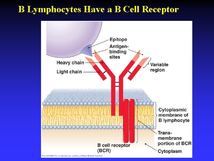 B Lymphocytes Have a B Cell Receptor 