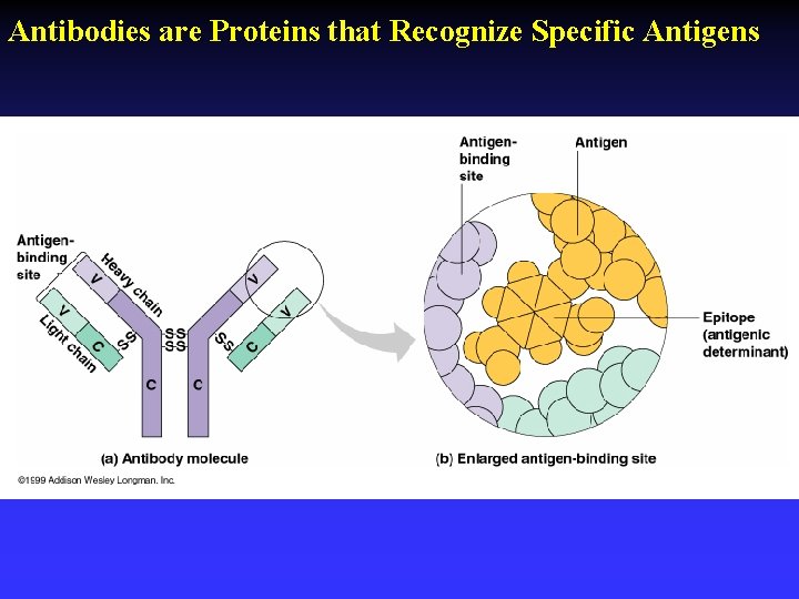 Antibodies are Proteins that Recognize Specific Antigens 