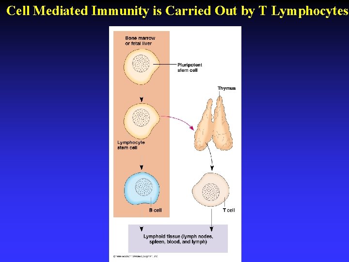 Cell Mediated Immunity is Carried Out by T Lymphocytes 