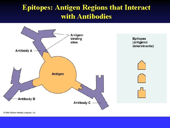 Epitopes: Antigen Regions that Interact with Antibodies 