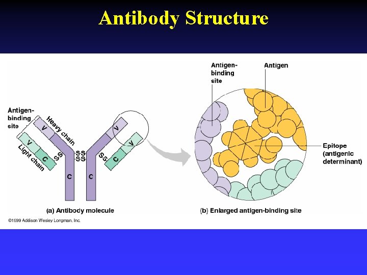 Antibody Structure 